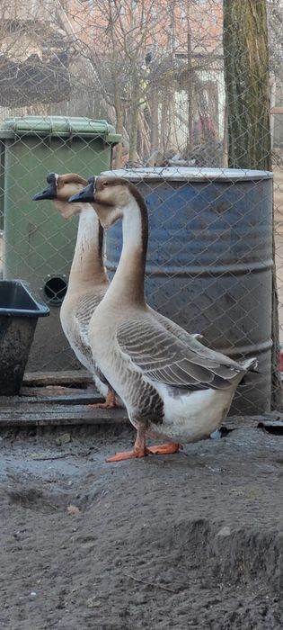 Lot gaste africane 1+4, pasari deosebite si ingrijite