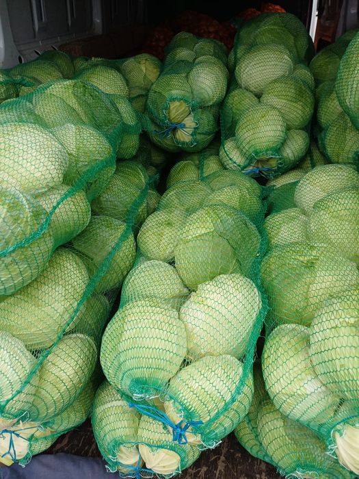 Vând varză Beverly hills ceapă roșie, sfeclă roșie, țelină