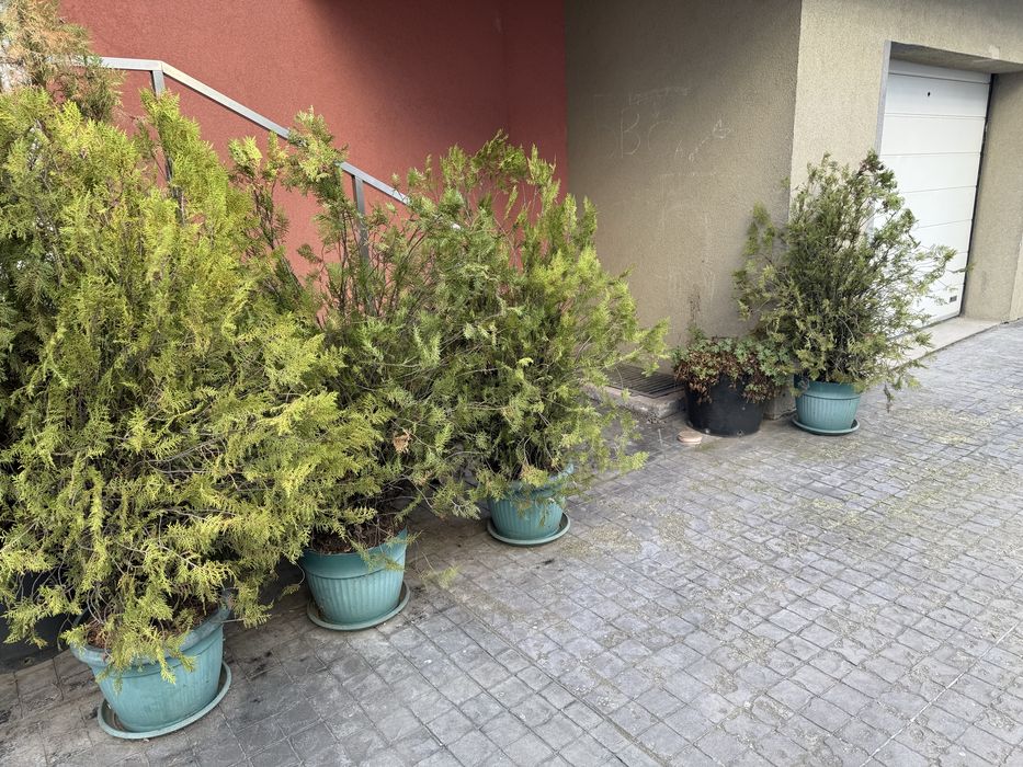 11 евро туя 150 см.