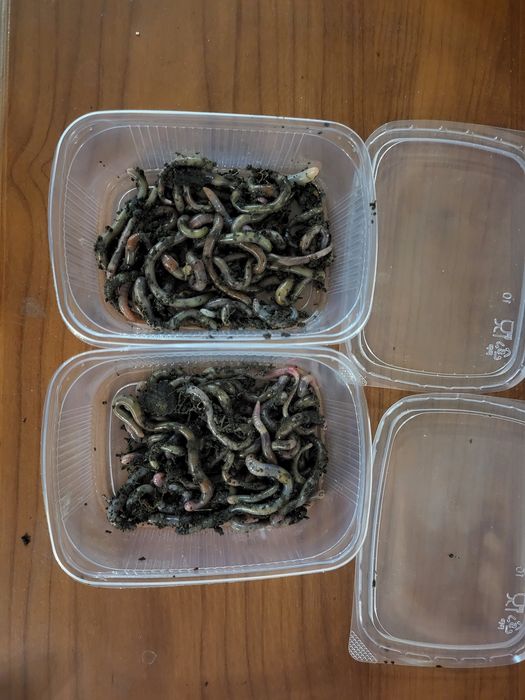 Черви для рыбалки