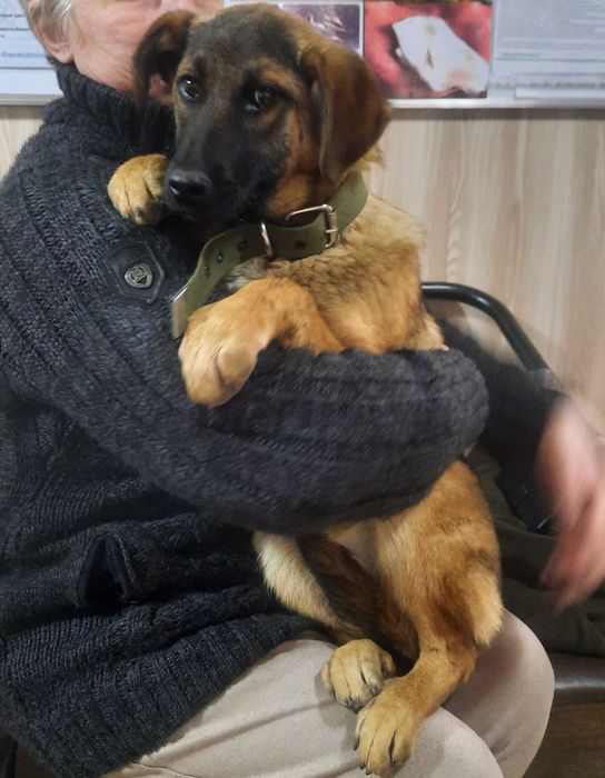 Отдадим щенков в хорошие руки