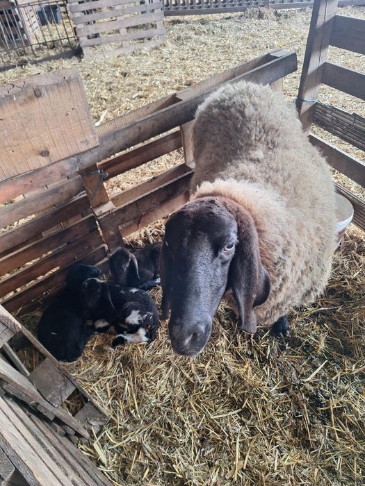 Vand oi cu miel sau fara