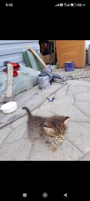 Отдам в хорошие руки котят
