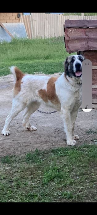 Алабай сатылады срочно