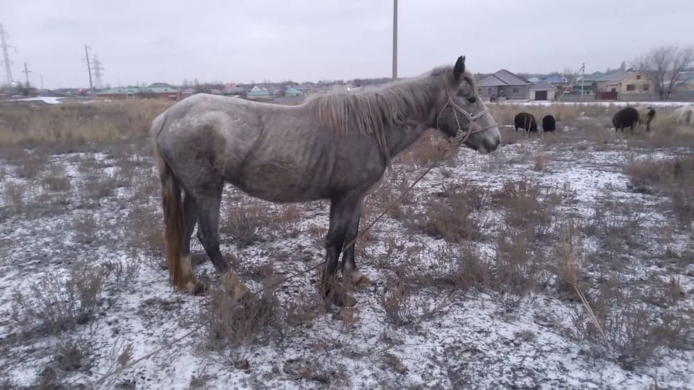 Бие сатылады. Буаз.