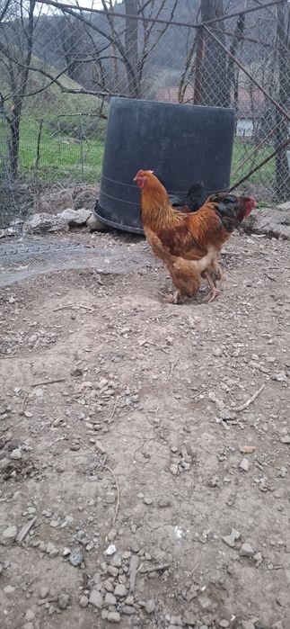 2 cocoși și o Găină Brahma 350 buc 300 gaina