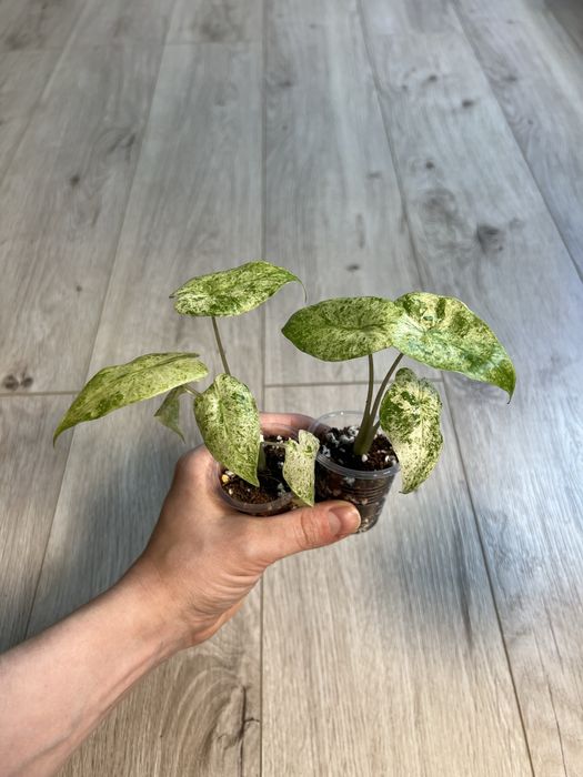 Клубни и детки Алоказий