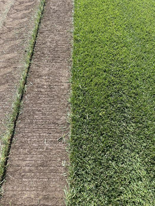 Rulouri de gazon in Bucuresti si imprejurimi