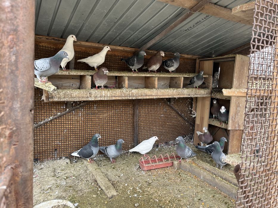 vand sau schimb porumbei