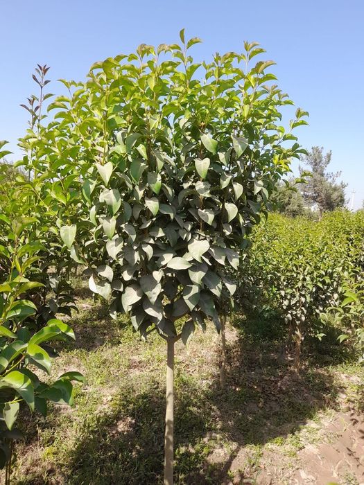 xarhil turdagi kuchatlar bor