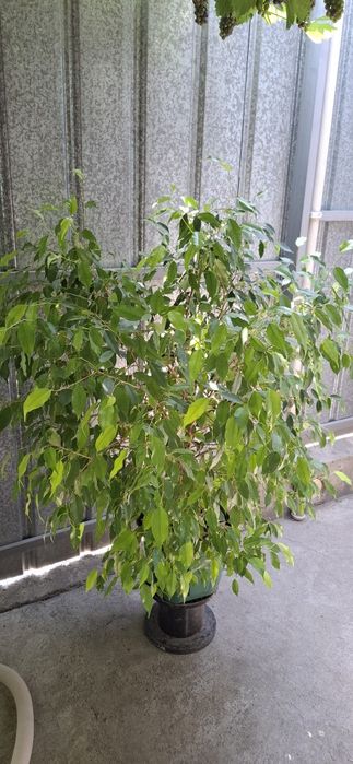 Срочно продам фикус