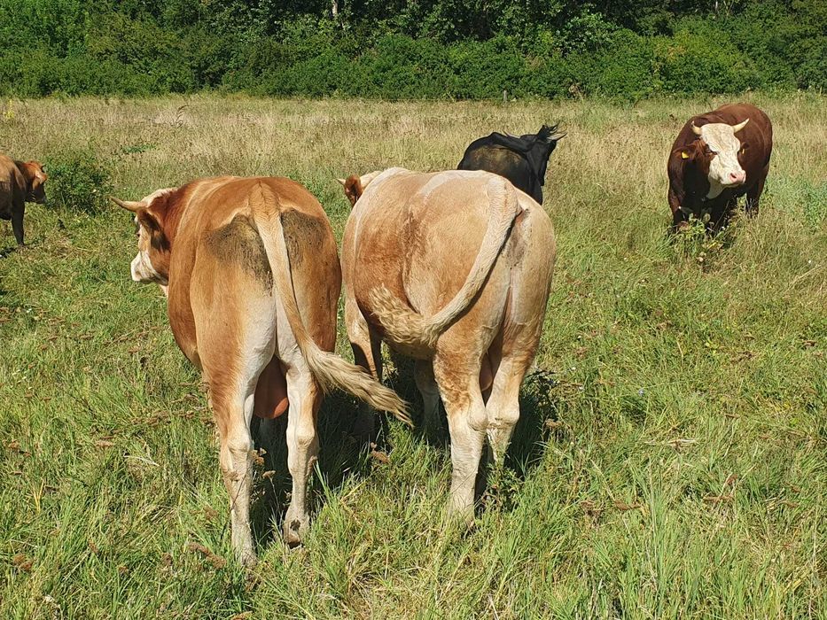 Vitei de rasa Simmental, Baltata Romaneasca si Belgieni de vanzare
