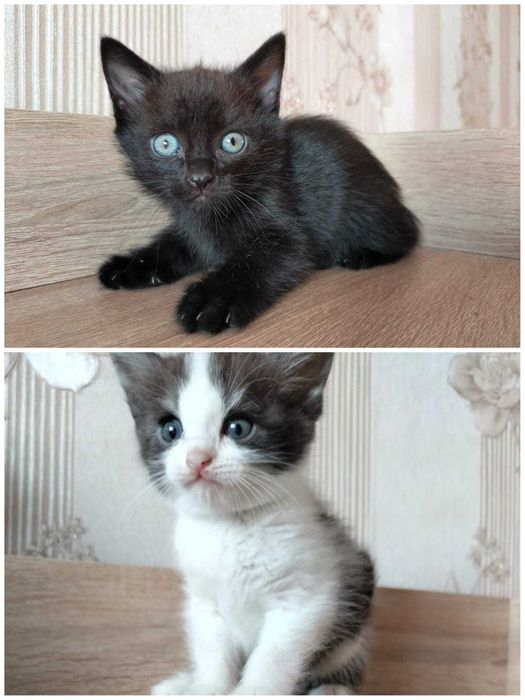 Отдам шотландских котят