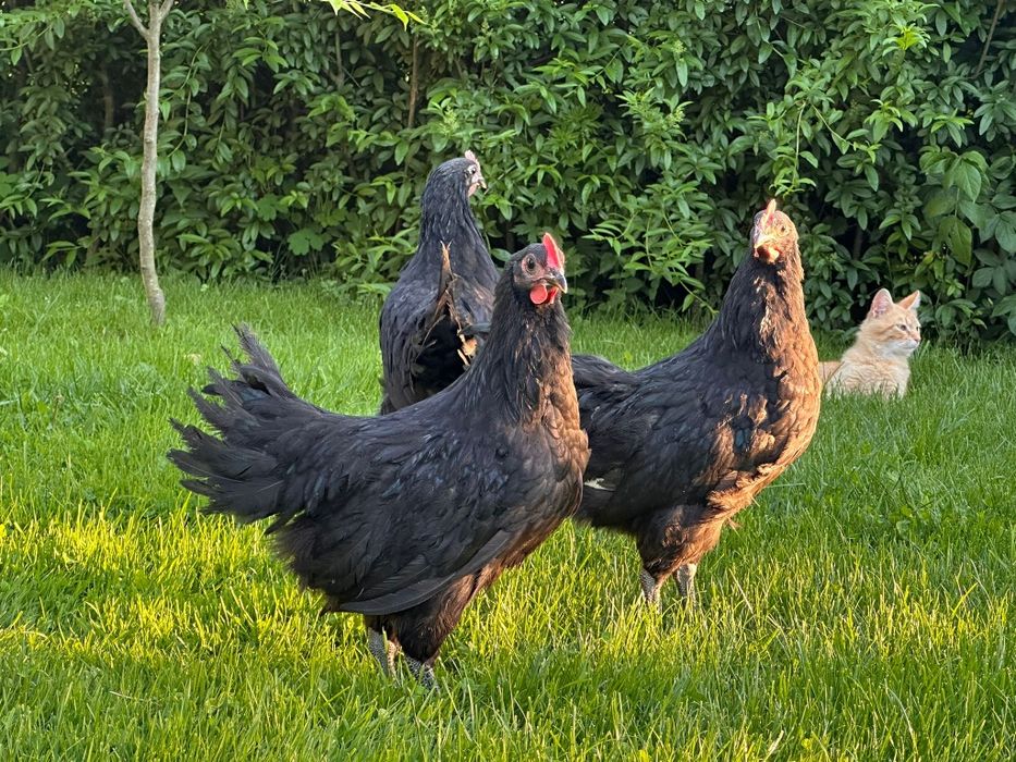Cocoși Australorp