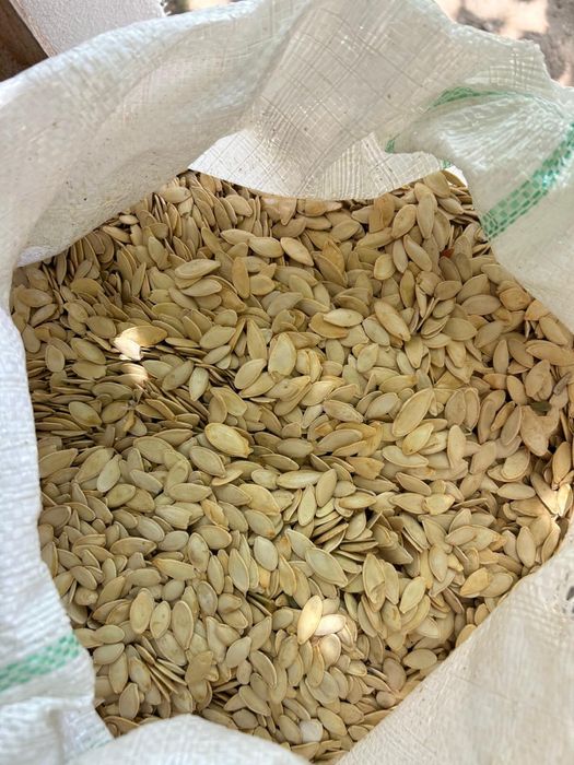 Vand Semințe de dovleac