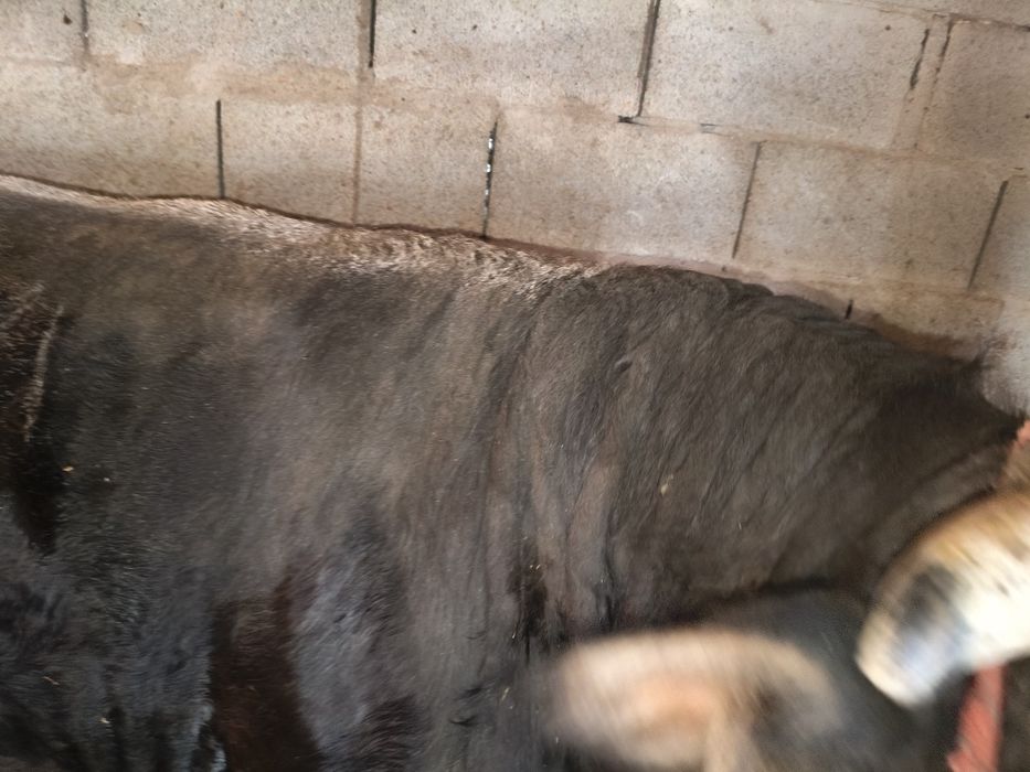 Продаю Быка через веса