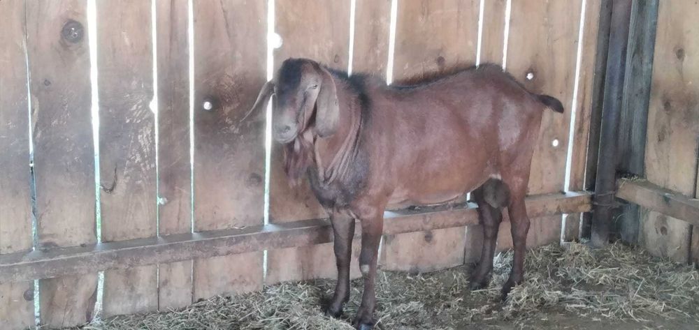 Țap de vânzare de rasă