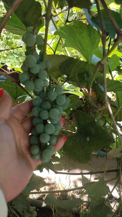 Продам винный сорт винограда