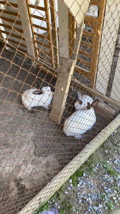 Кролики Калифорния