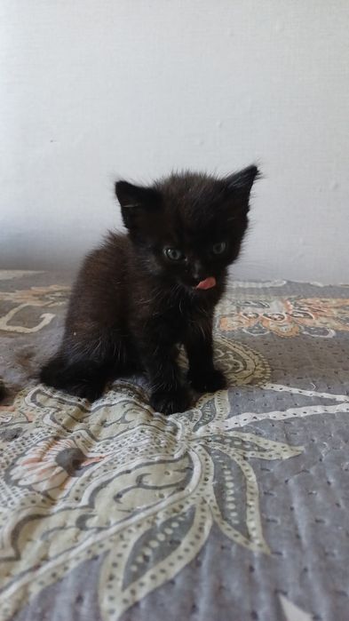 Отдадим котят даром