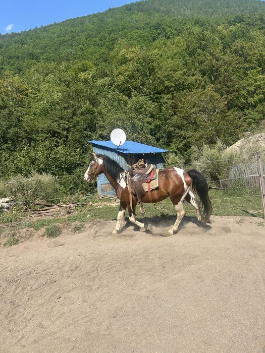 Vând mânz de 2 ani!