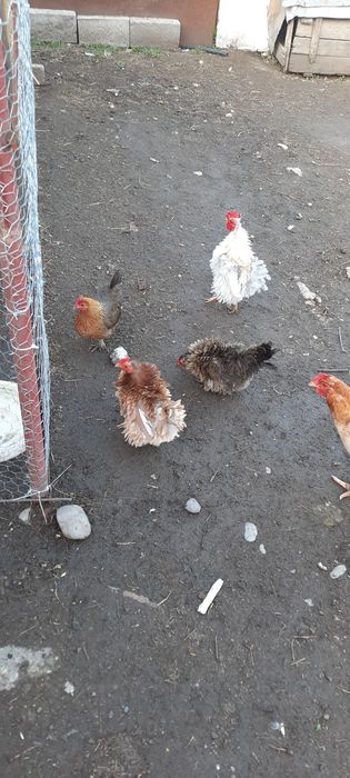 Vind păsări de tara