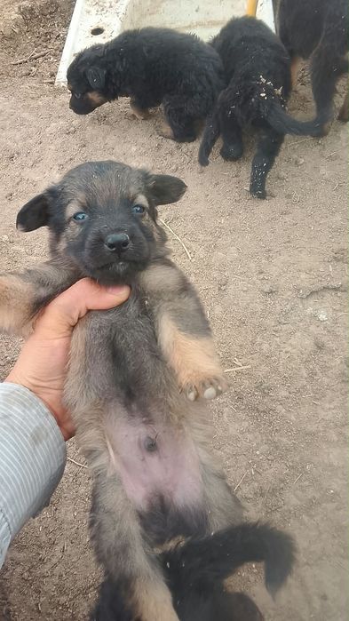 Щенок 1,5месяцев