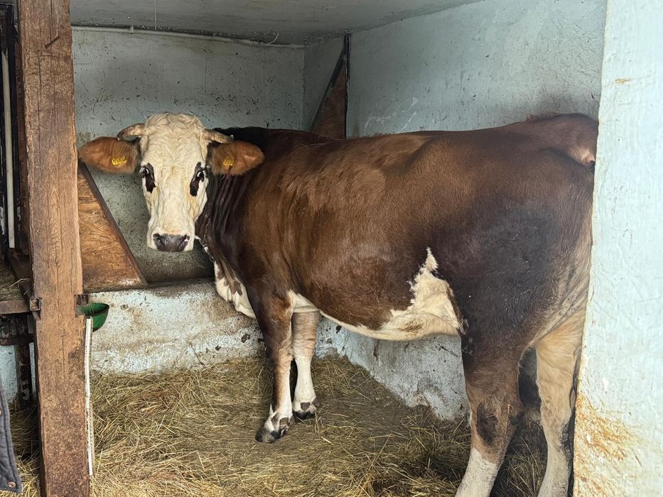 Vând vaca bălțată Romaneasca