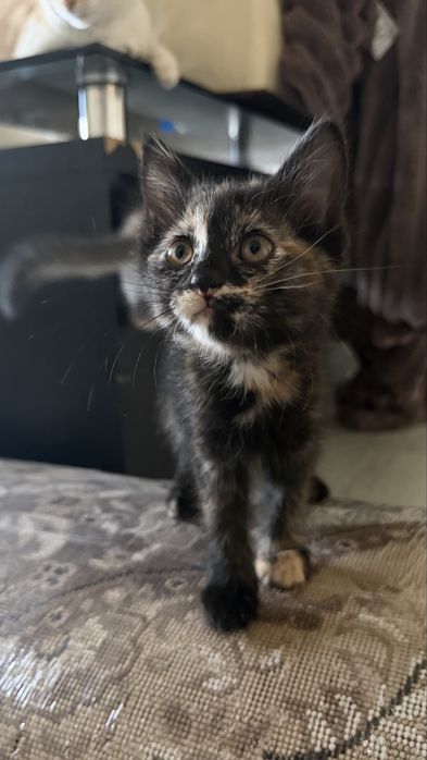 Пристраиваются котята