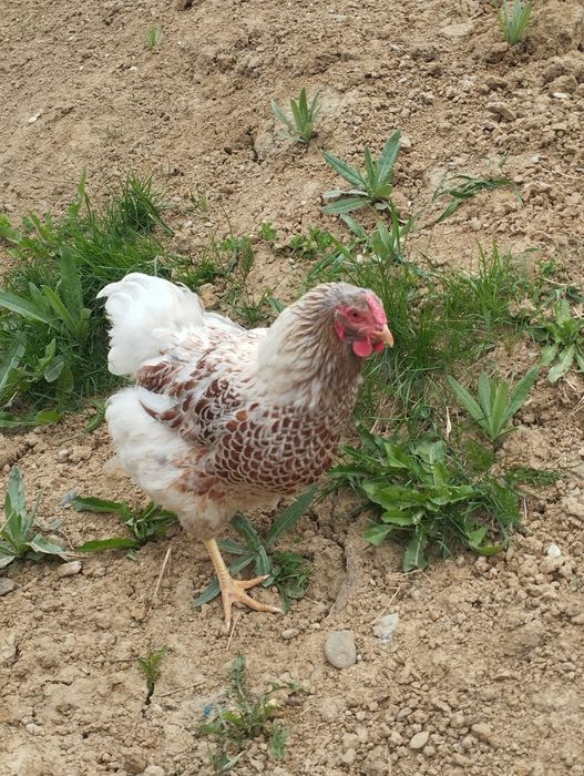 Cocos si găină Wyandotte
