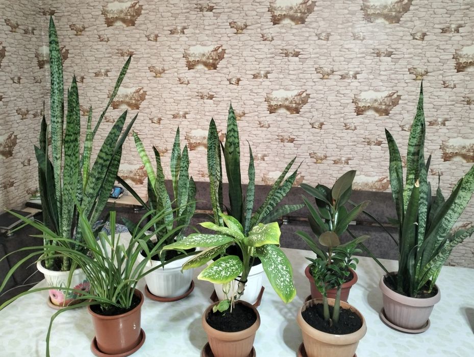 Домашние цветы разные