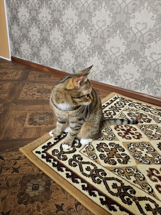 Отдам в хорошие руки