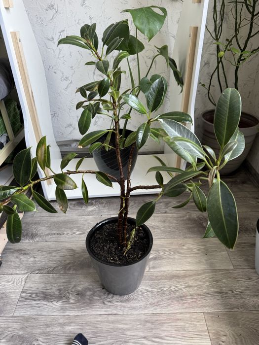 Цветы домашние растения