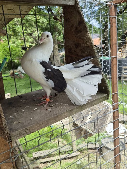 Vând porumbei voltați/ pave.