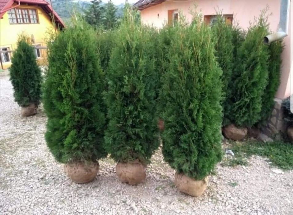 Plante ornamentale tuia