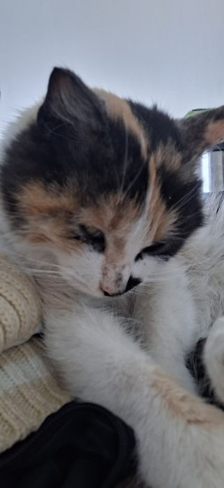 Кошечка ласковая красивая