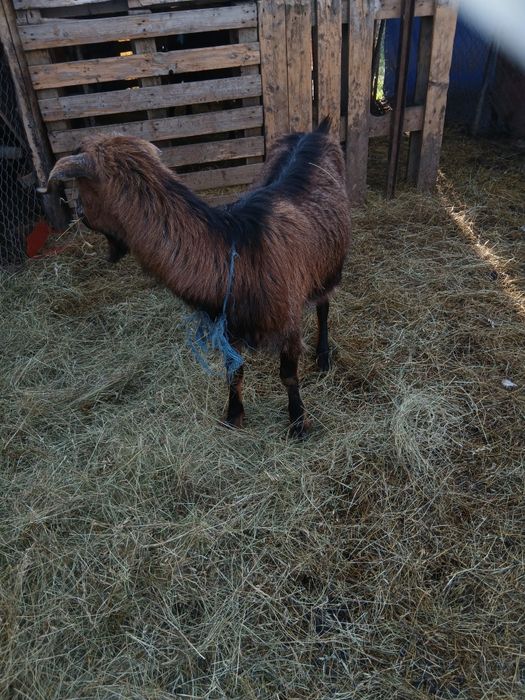 Capra cu lapte tanara/schimb