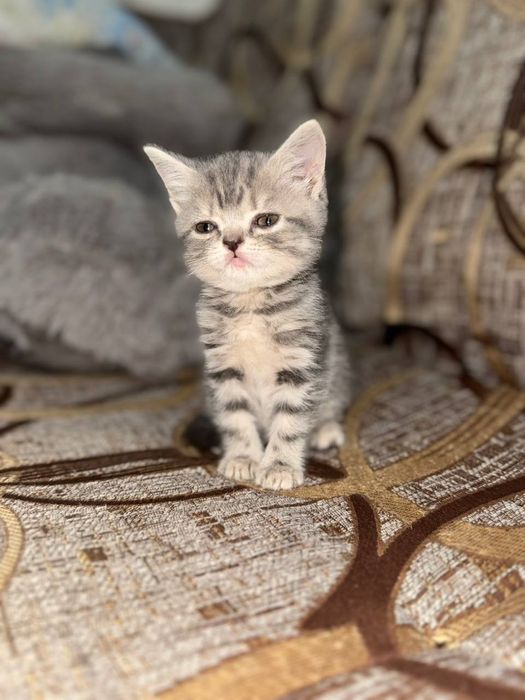 Скотиш страйт котята