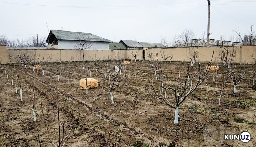 Toshkent shahar bo'ylab daraxt kesish abreska qilish xizmati