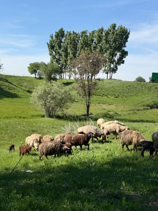 Баран қой қозысымен 60 бас