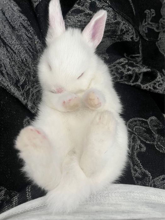 Bola ichidagi gaplarni aytadigan joy