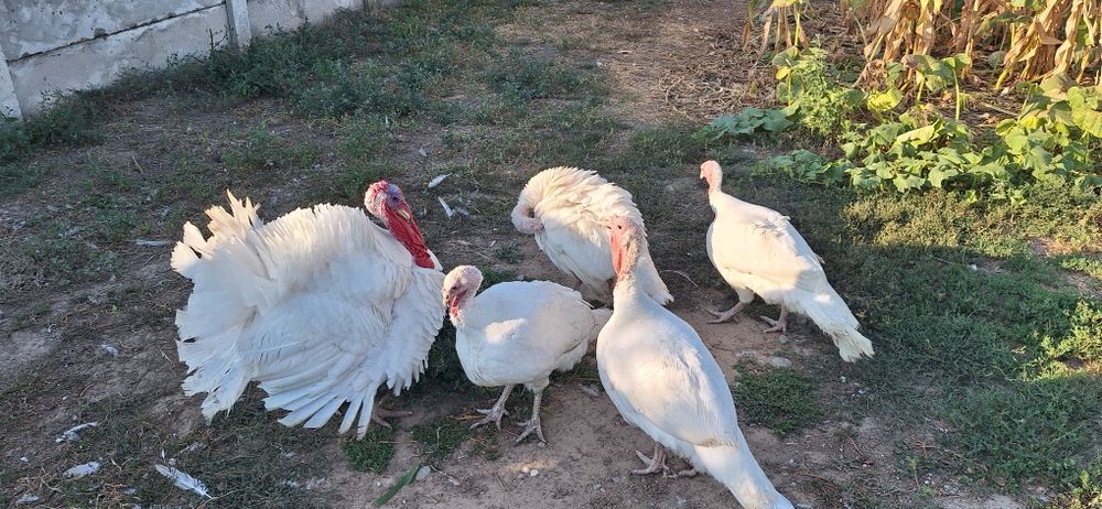 Vând curci albe de la cârcea de anul acesta cu greutatea de 10-12kg