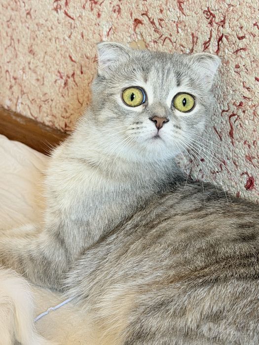 Кошка для вязки веслоухая 400.000 сум