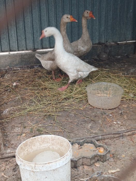 Ущ каз сатылады биреуи кораз