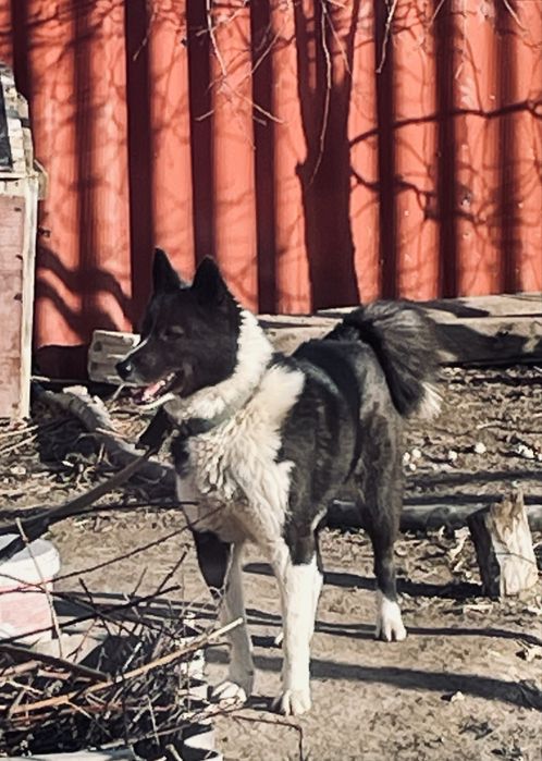 Лайка   сатылады