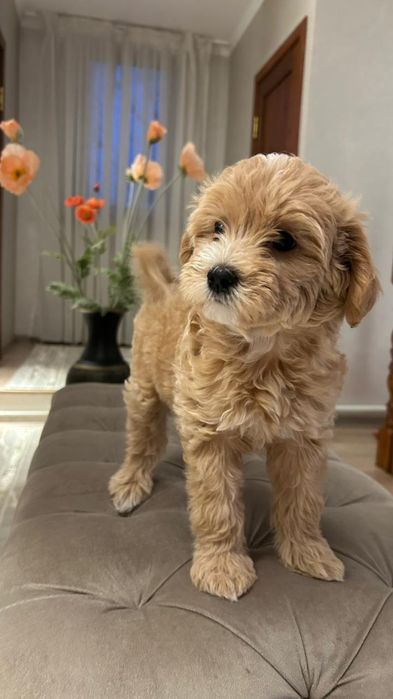 Щенки Мальтипу,    2 мес , мальчик и девочка