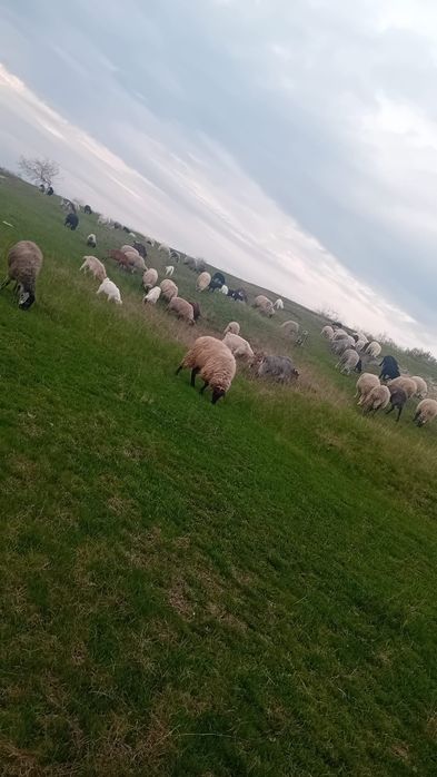 De vanzare oi cu miei