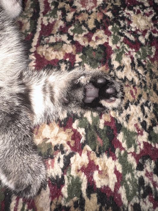 Rasim tawap turiw kerak