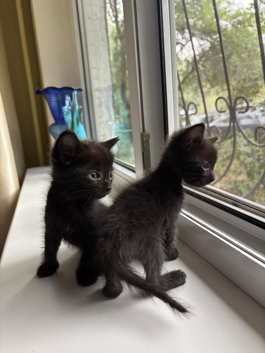 Замечательные котята ищут дом! В добрые руки!