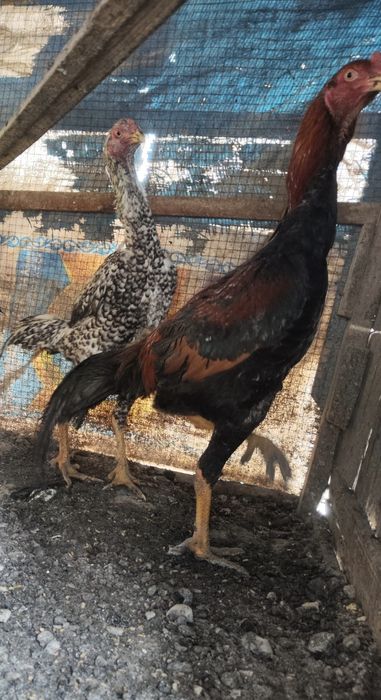 Бойцовый Дакан Шамо